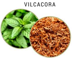Read more about the article VILCACORA(KOCI PAZUR)
